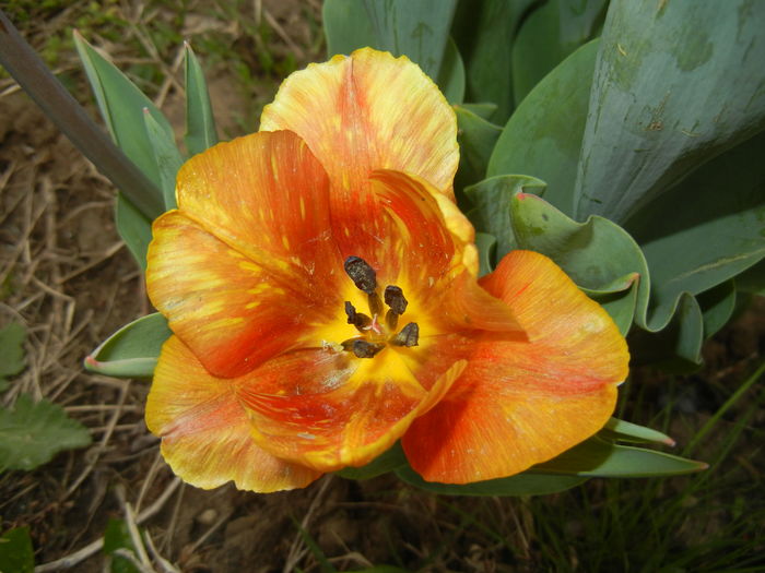 Tulipa Cairo (2015, April 22)