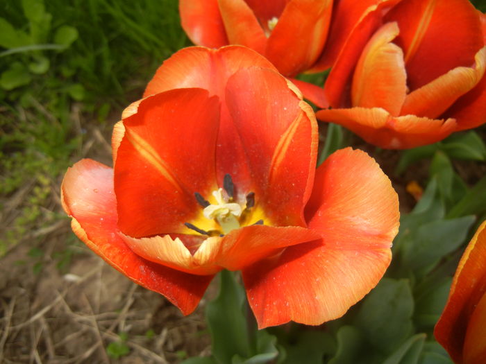 Tulipa Cairo (2015, April 22) - Tulipa Cairo