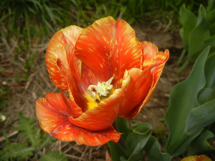 Tulipa Cairo (2015, April 22)