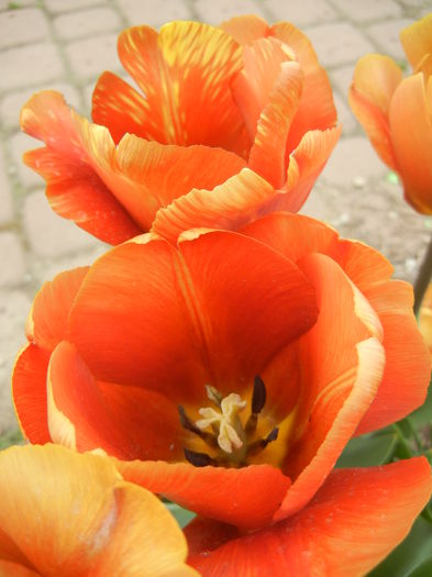 Tulipa Cairo (2015, April 22)