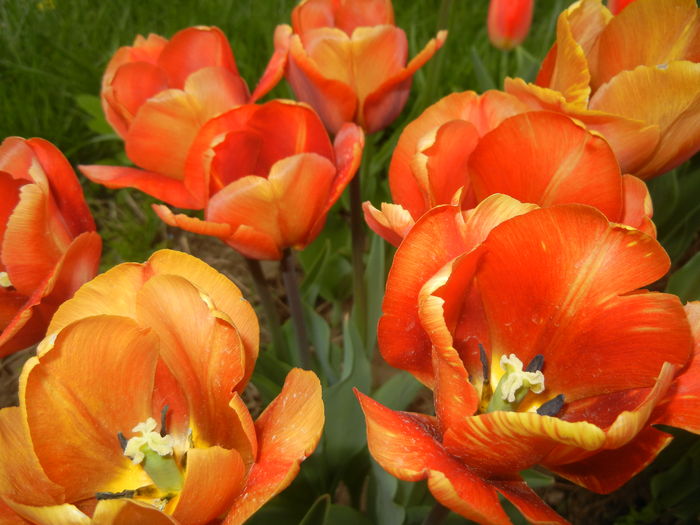 Tulipa Cairo (2015, April 22) - Tulipa Cairo