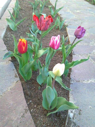 IMG_20160416_184048 - Primavara 2016