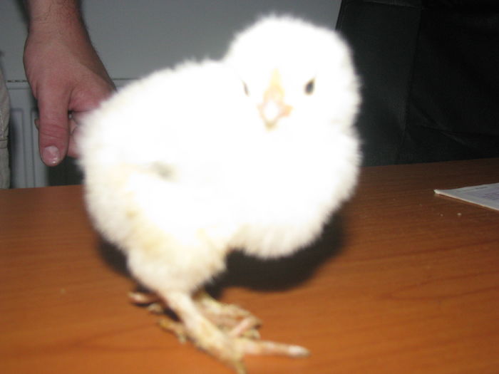 IMG_0019 - GENERATIA 3 PE 2016