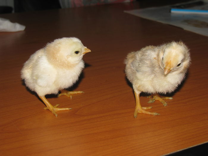 IMG_0024 - GENERATIA 3 PE 2016