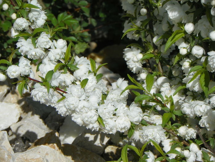 prunus gland. Alba Plena
