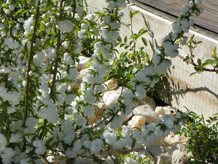 prunus gland. Alba Plena