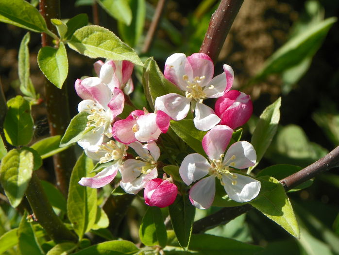 malus Pom Zai