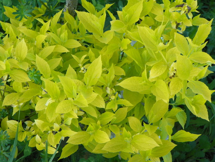 philadelphus aureus