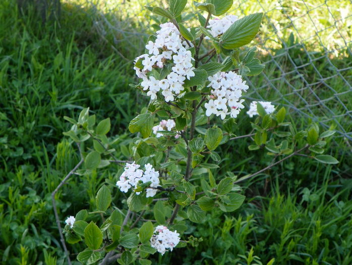 viburnum burk. Anne Russell
