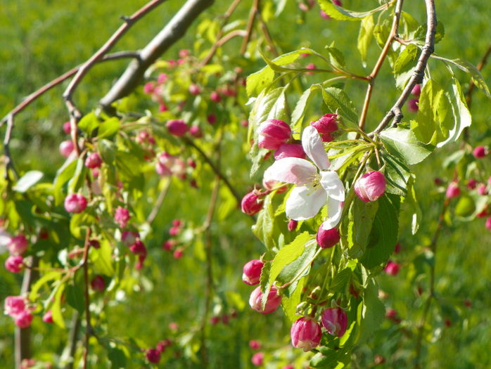 malus Sun Rival