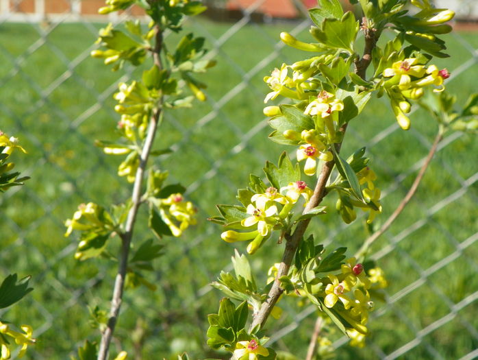 ribes aureum