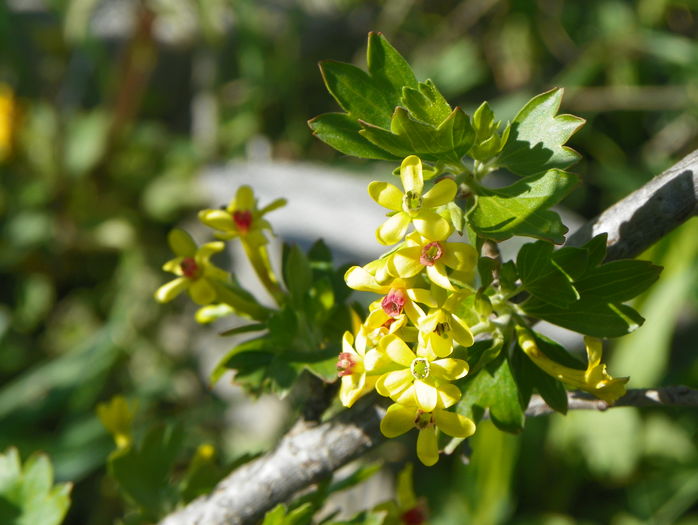 ribes aureum