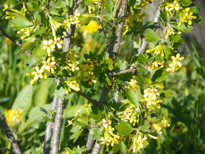 ribes aureum