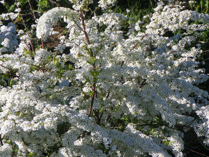 spiraea Grefsheim