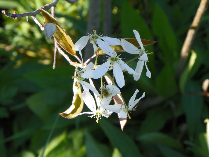 amelanchier lamarckii