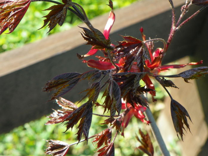 acer Crimson Sentry