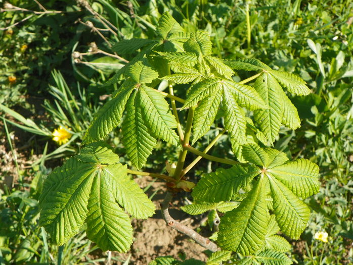 aesculus carnea Briotii