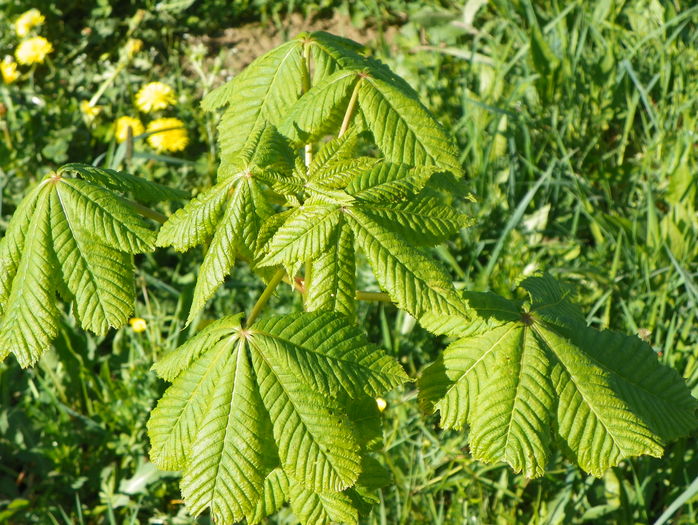 aesculus carnea Briotii