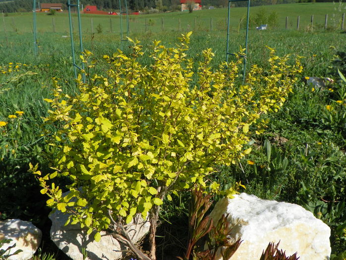 physiocarpus Darts Gold