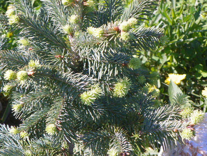 abies lasiocarpa arizonica