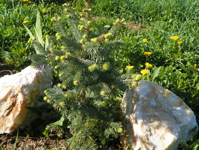 abies lasiocarpa arizonica - z-Dobarland 2016