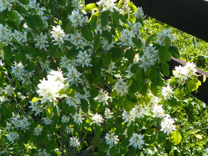 amelanchier lam. Obelisk - z-Dobarland 2016