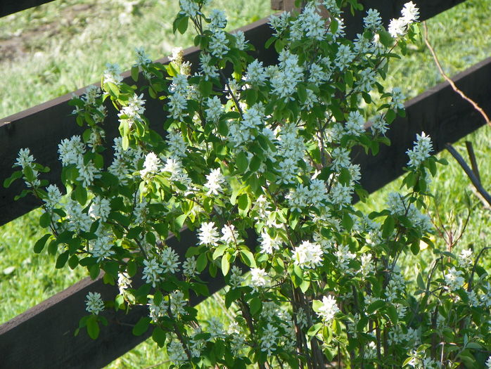 amelanchier lam. Obelisk - z-Dobarland 2016