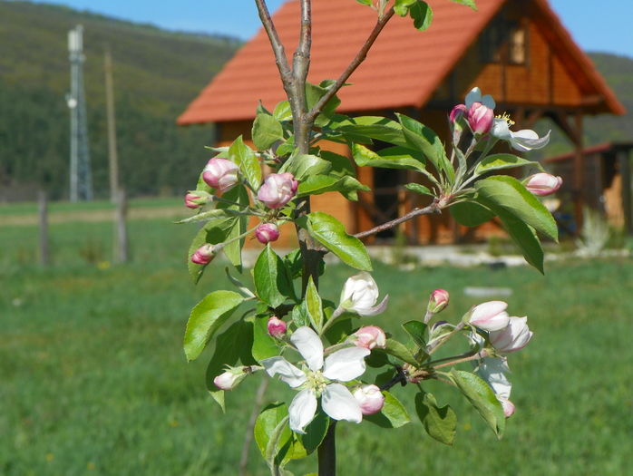 malus John Downie - z-Dobarland 2016
