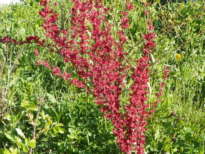 berberis Orange Rocket - z-Dobarland 2016