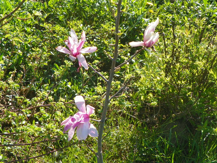 magnolia Leonard Messel - z-Dobarland 2016