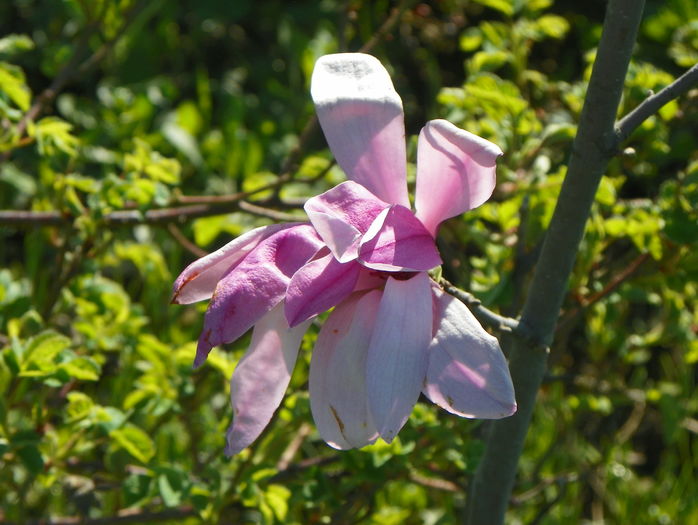 magnolia Leonard Messel - z-Dobarland 2016