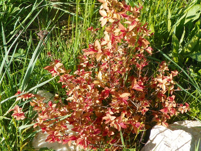 spiraea Fireglow - z-Dobarland 2016
