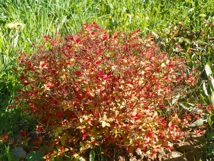 spiraea Magic Carpet