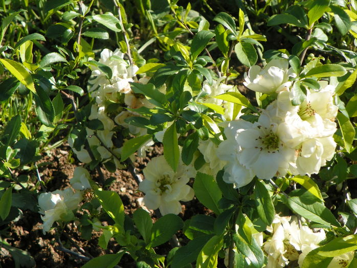 chaenomeles Yukigoten - z-Dobarland 2016
