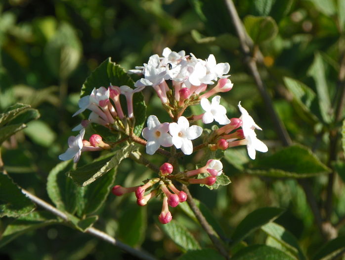 viburnum carlesii - z-Dobarland 2016