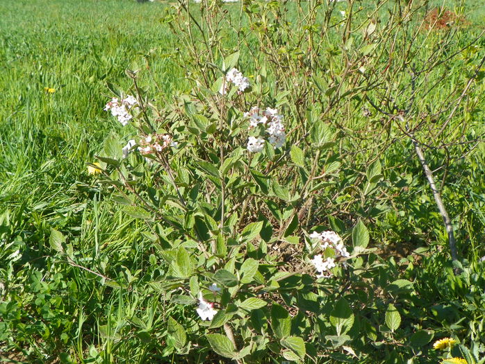 viburnum carlesii