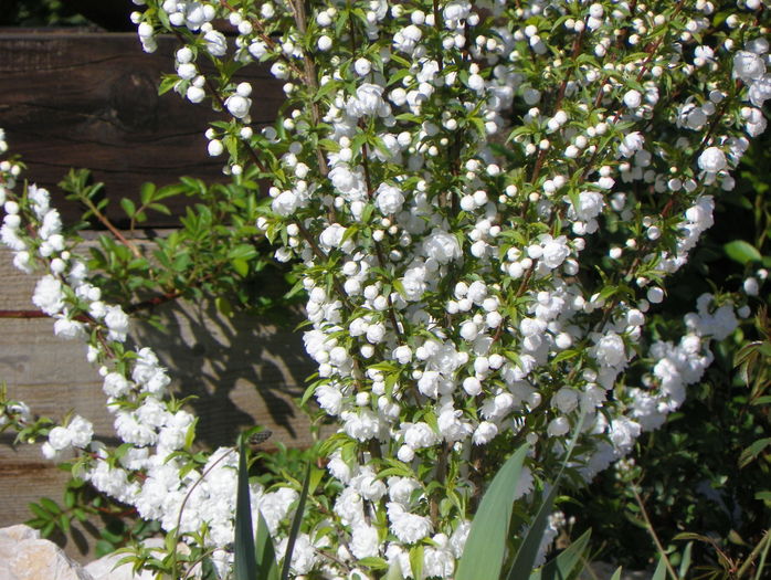 prunus gland. Alba Plena - z-Dobarland 2016