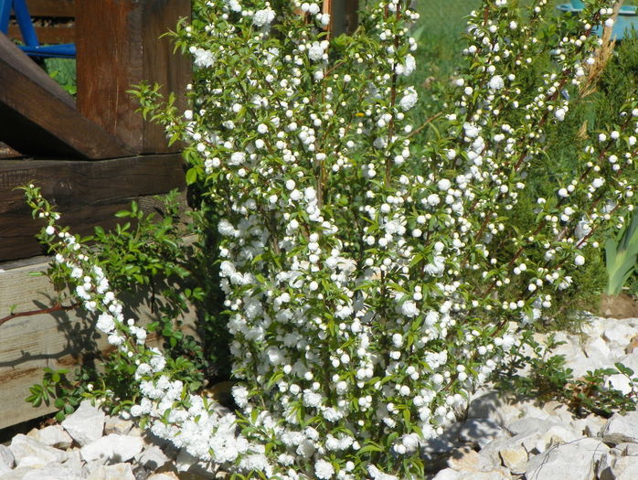 prunus gland. Alba Plena