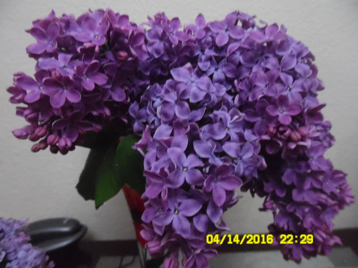 nr 2 Liliac cu flori batute foarte mari - Liliac Syringa colectie