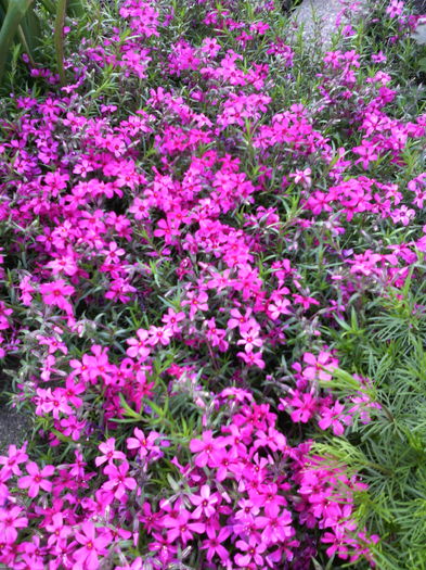 Phlox subulata