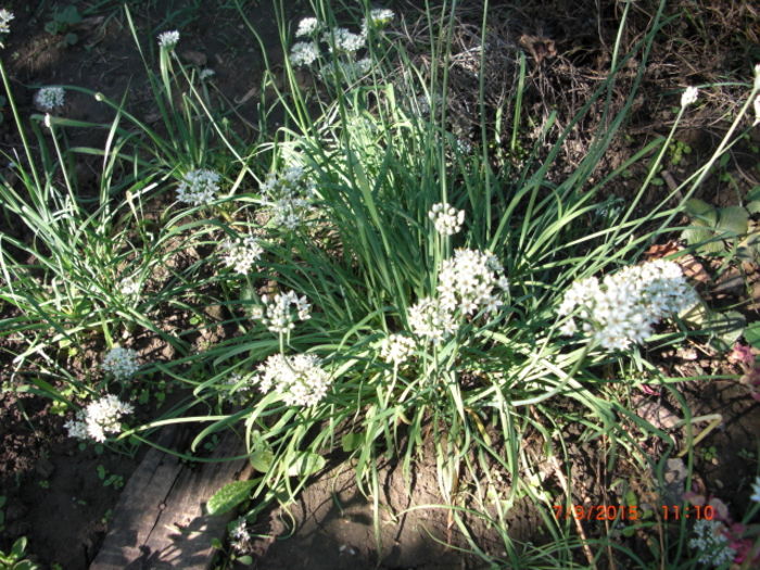 usturoi de frunza peren