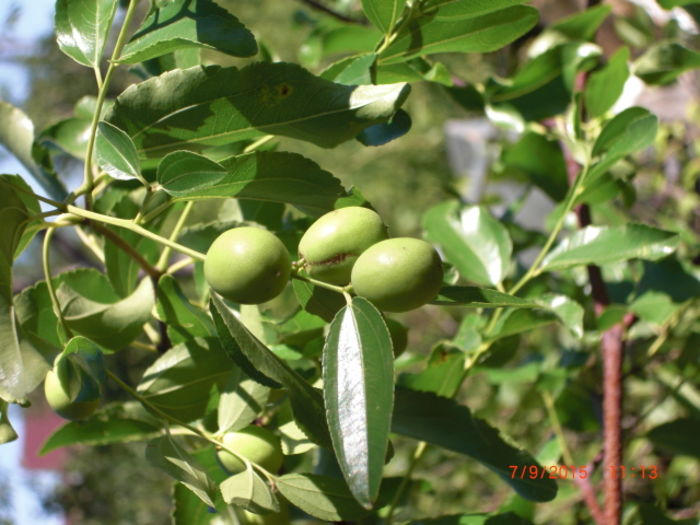 Jujube septembrie