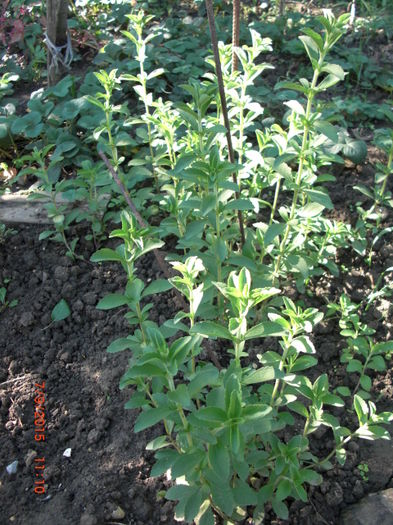 Stevia Reubadiana in septembrie