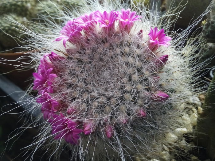 Mammillaria hahniana