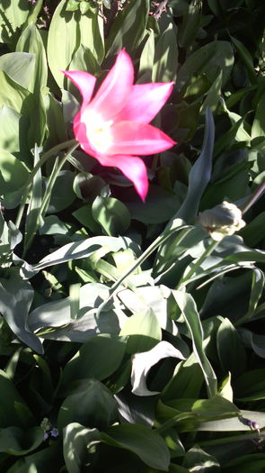 IMG_20160416_135218 - Flori de gradina- 2016