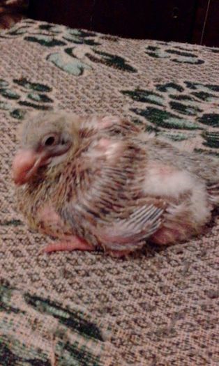 pui per 2 - Tineret AGH 2016