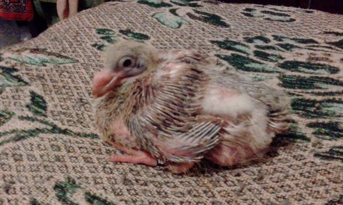 2016 - Tineret AGH 2016