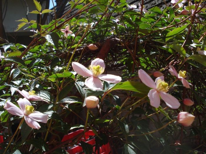 prin curte (16) - b 2016 - in exterior