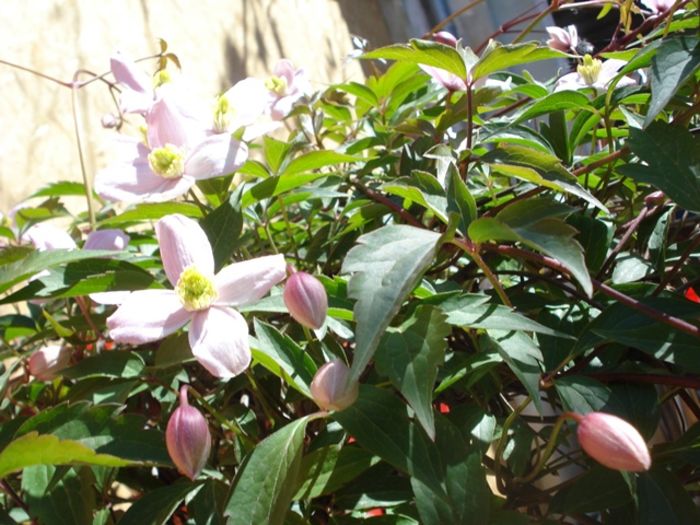 prin curte (17) - b 2016 - in exterior