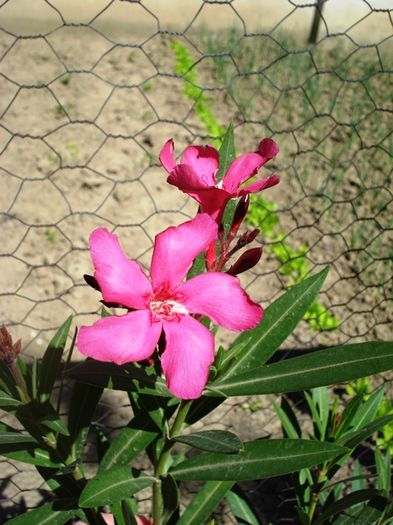 in asteptarea florilor (2)